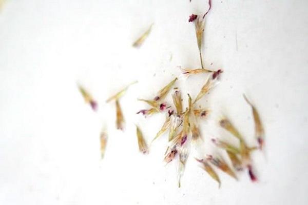 sementes colhidas