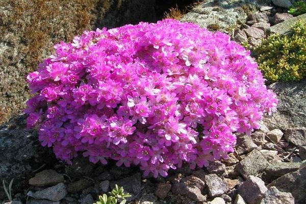 zimbro armeria