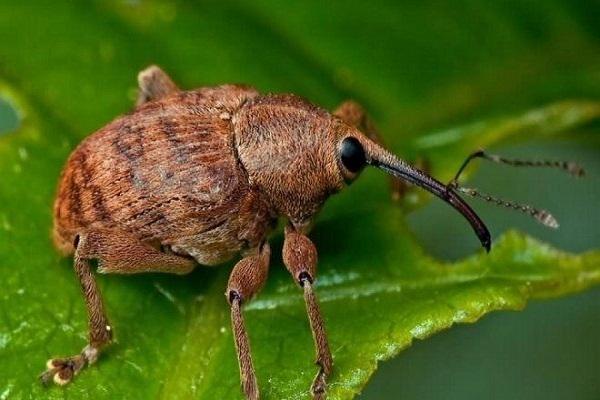 weevil kenkėjas