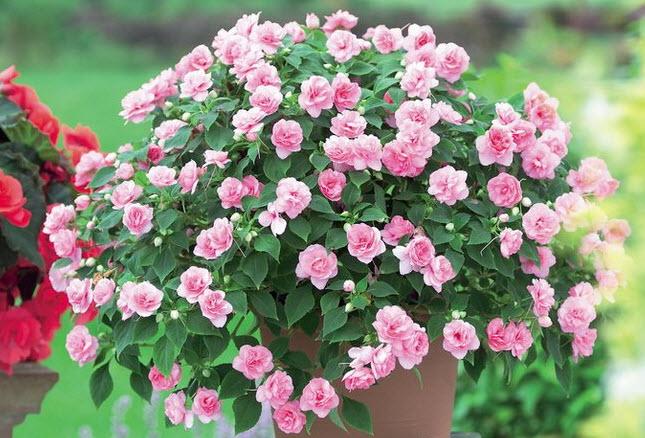 balsam