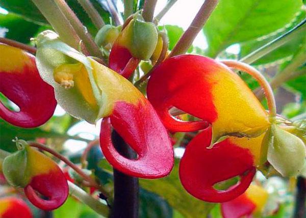 inomhus balsam