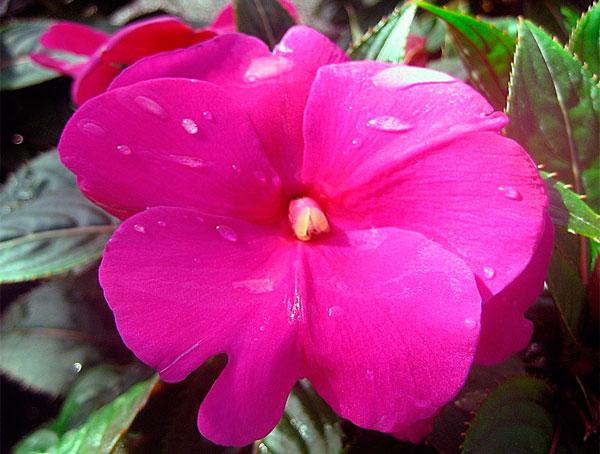 rosa balsam