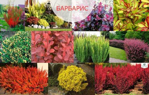 врсте барберри