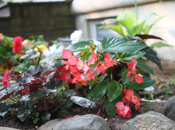 Begonie in einem Blumenbeet