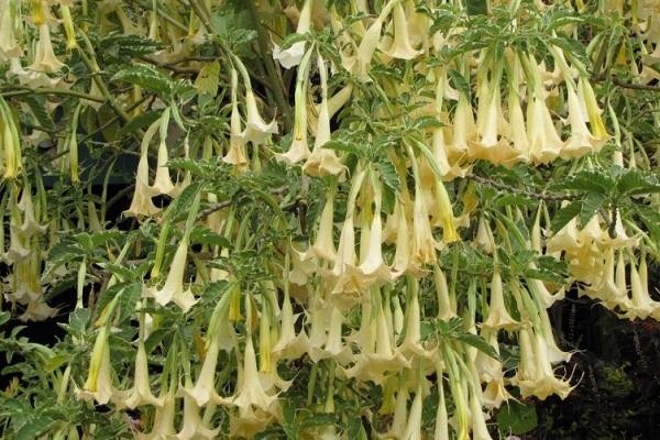brugmansia الذهبي