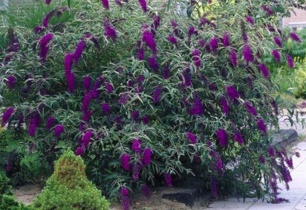 Busch mit Blumen