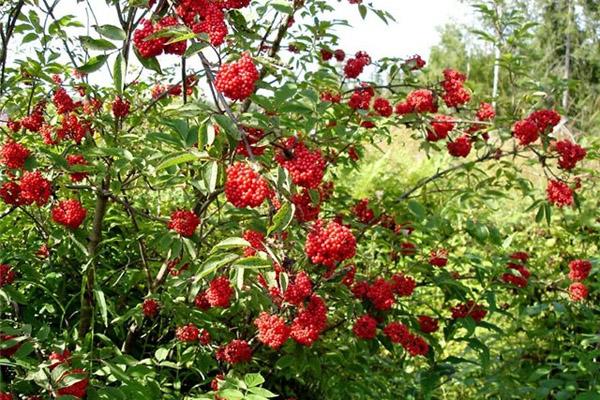 red elderberry