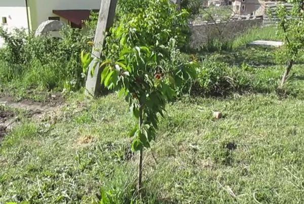Cherry sapling