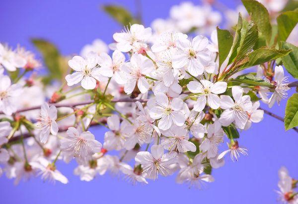 cherry blossom