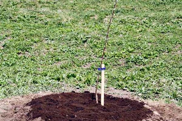 plantet frøplante