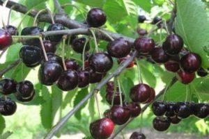 Description of the cherry variety Lyubimitsa Astakhova, planting and care scheme
