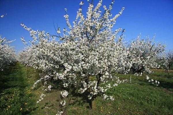 blomstrende tre