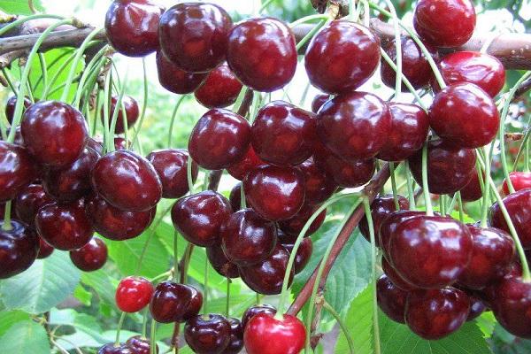 cherry Tyutchevka
