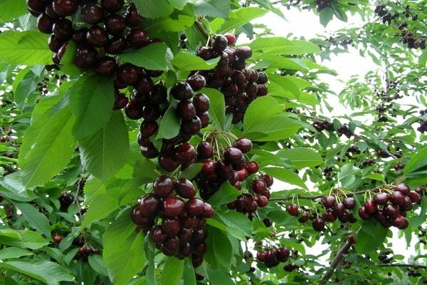 bear fruit after flowering