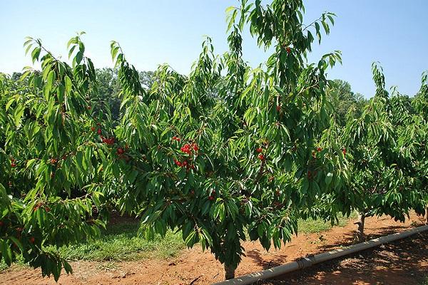 Description and characteristics of the cherry variety Tyutchevka, planting and care