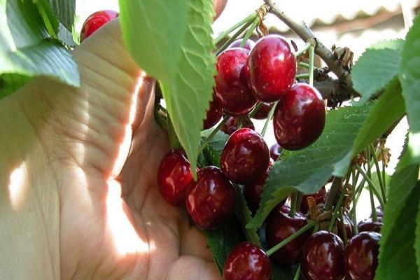 fruits in hands