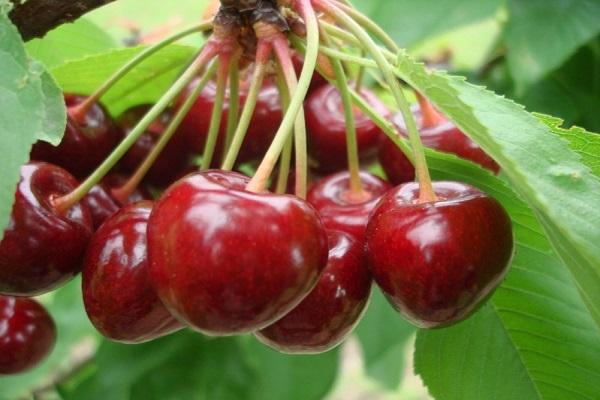 mô tả quả mọng