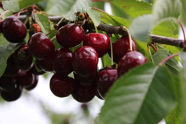 khả năng chống sương giá tốt