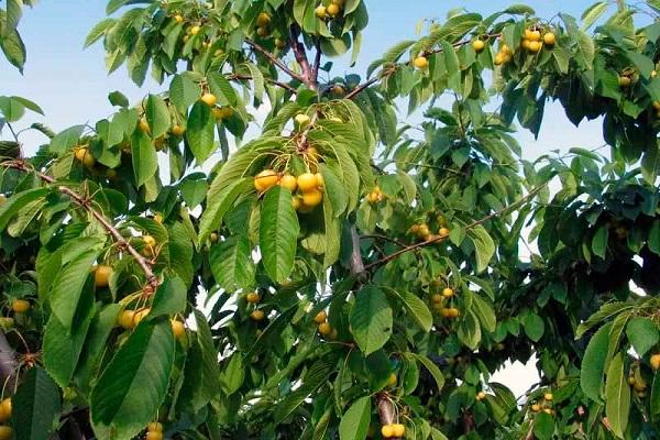 شجرة مترامية الأطراف