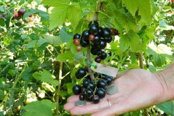 comparació de fruites