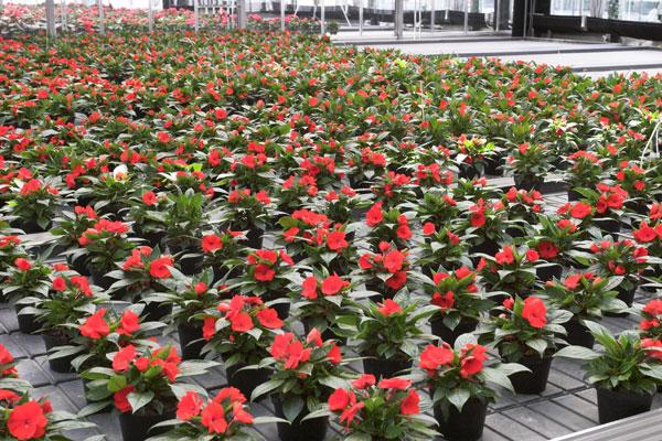 blommor i krukor balsam fluffig