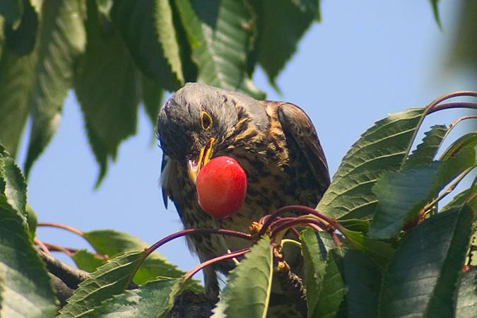 bird on cherries
