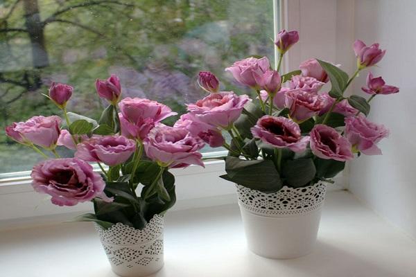 Innen Eustoma