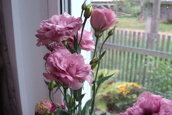 Blumenstrauß am Fenster