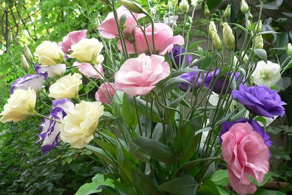 wieloletnia eustoma