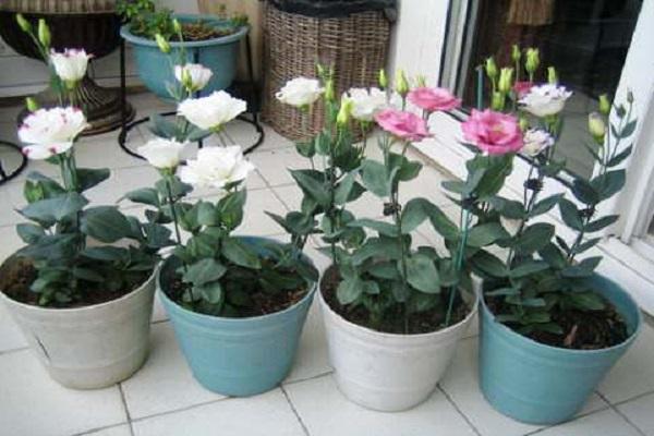 blommor i fönstret