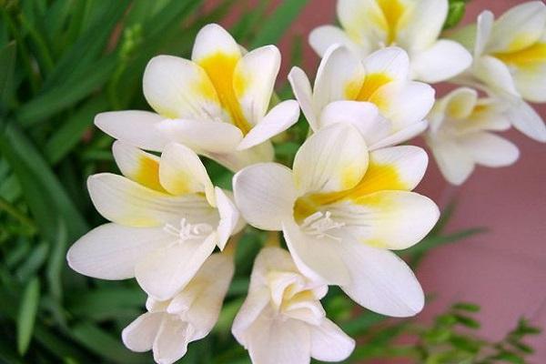 fertilizar uma flor