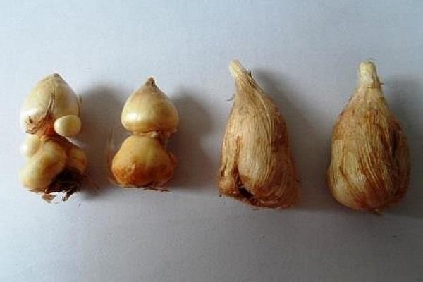 lâmpadas diferentes
