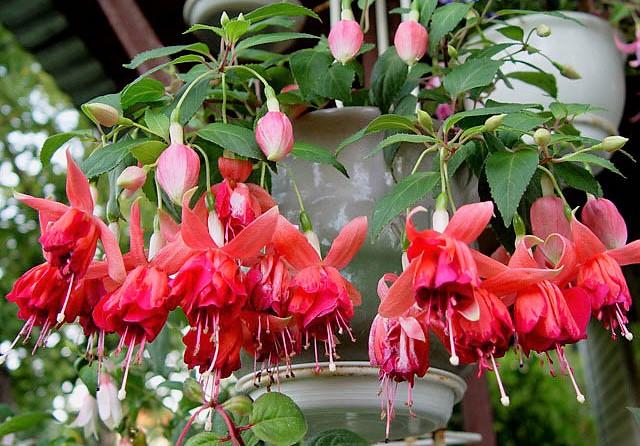 eine Art von Fuchsie
