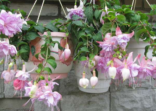 Ampel Fuchsia