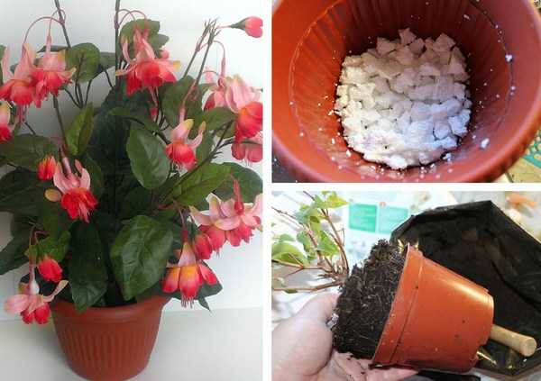 korrekte Fuchsia-Transplantation