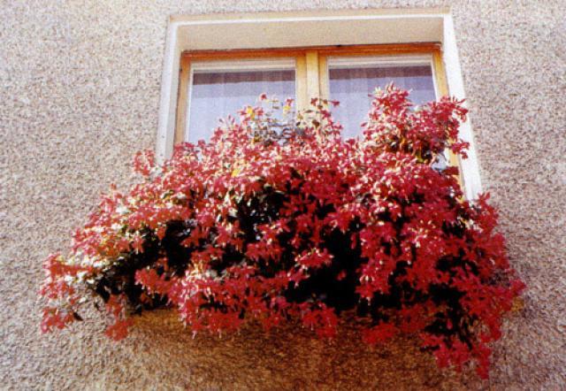 Fuchsie am Fenster