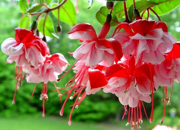 schöne Fuchsie