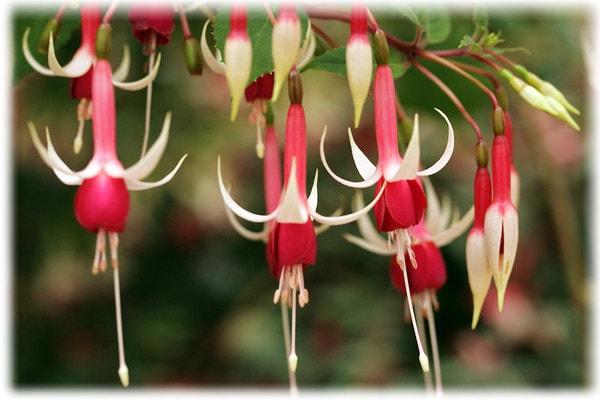 blühende Fuchsie