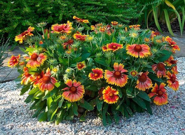 Gaillardia Όμορφη