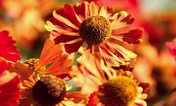 Μανταρίνι Gaillardia