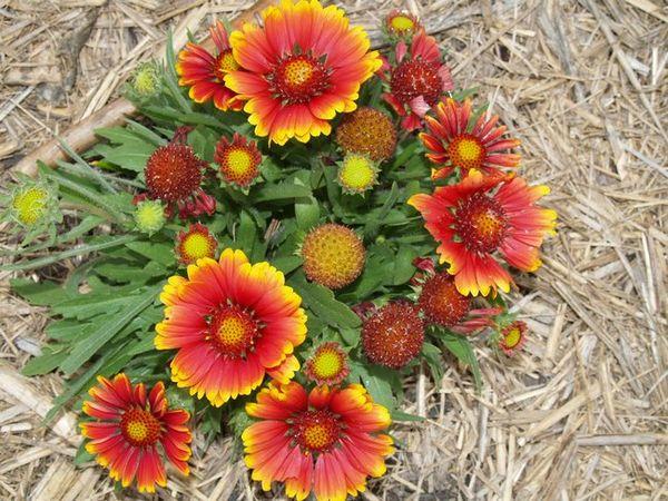 Η Gaillardia είναι όμορφη