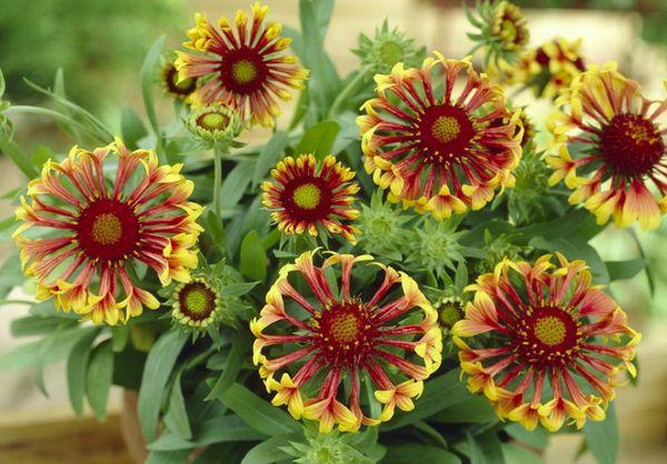 Gaillardia Μεγάλα άνθη