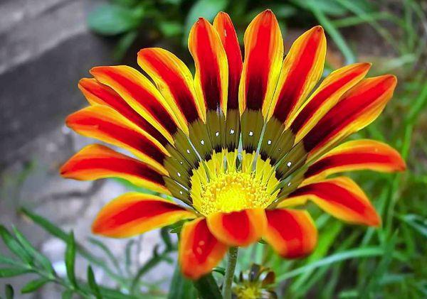 lose Blume