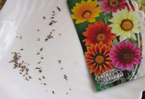 Blumensamen