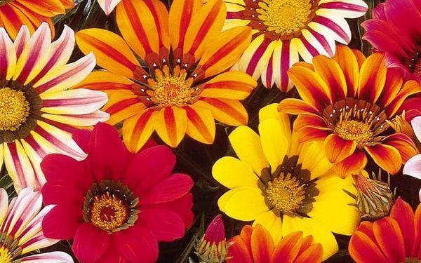 Gatsania Blumen