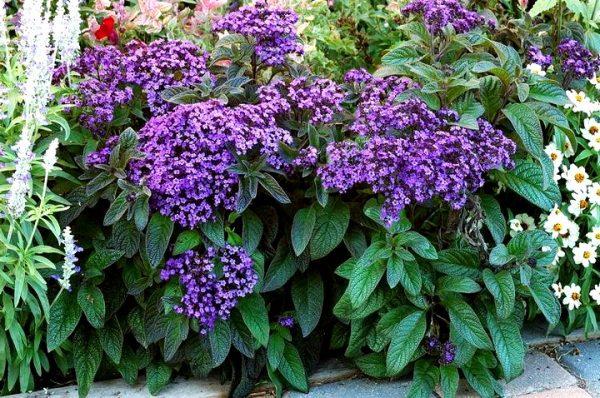 fleurs dans un parterre de fleurs