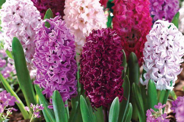vackra blommor