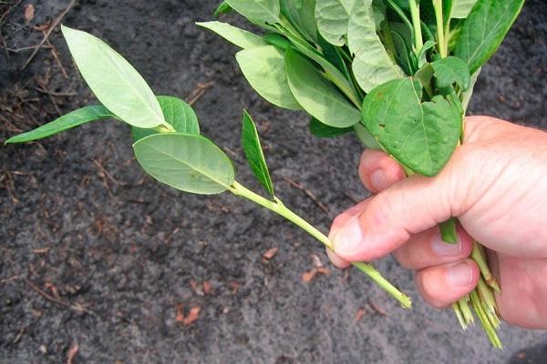 dividing a bush