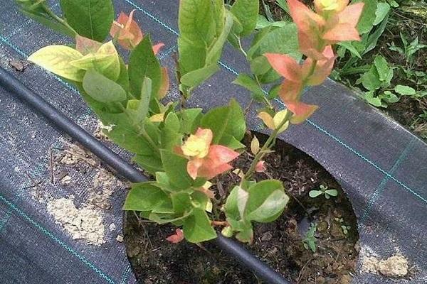 growing a bush