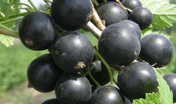 Beeren Perun